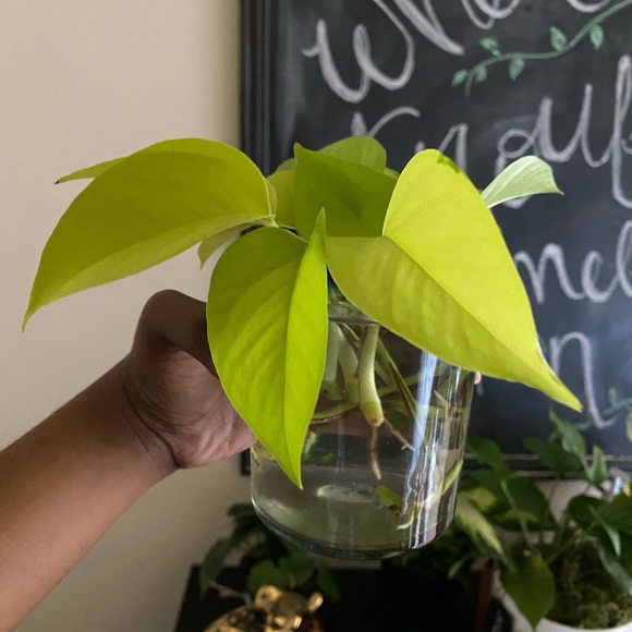 Multiple Neon Pothos Cuttings 🌿 - Picture 3 of 3